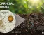 Unlock the secrets of mycorrhizae soil health. Learn how this underground fungal network revolutionizes crop nutrition, drought resistance, and yield. Master soil biology at BAW Academy.