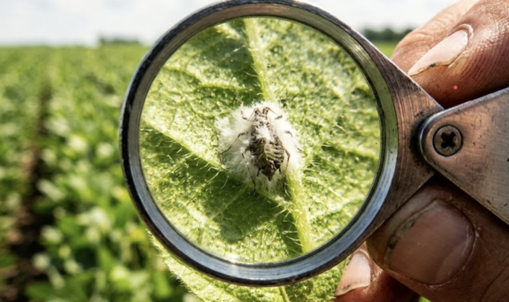 A seasoned agronomist holding a magnifying glass to a leaf, inspecting the physical infection of an aphid by a fungal biocontrol agent within a biopesticides integrated crop management system