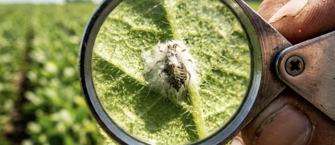 A seasoned agronomist holding a magnifying glass to a leaf, inspecting the physical infection of an aphid by a fungal biocontrol agent within a biopesticides integrated crop management system