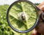 A seasoned agronomist holding a magnifying glass to a leaf, inspecting the physical infection of an aphid by a fungal biocontrol agent within a biopesticides integrated crop management system