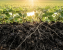 A close-up of healthy agricultural soil teeming with organic matter and plant roots, illustrating soil microbiome crop solutions in practice