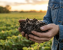 Agronomist inspecting rich, dark soil roots in a field demonstrating smart soil health management.